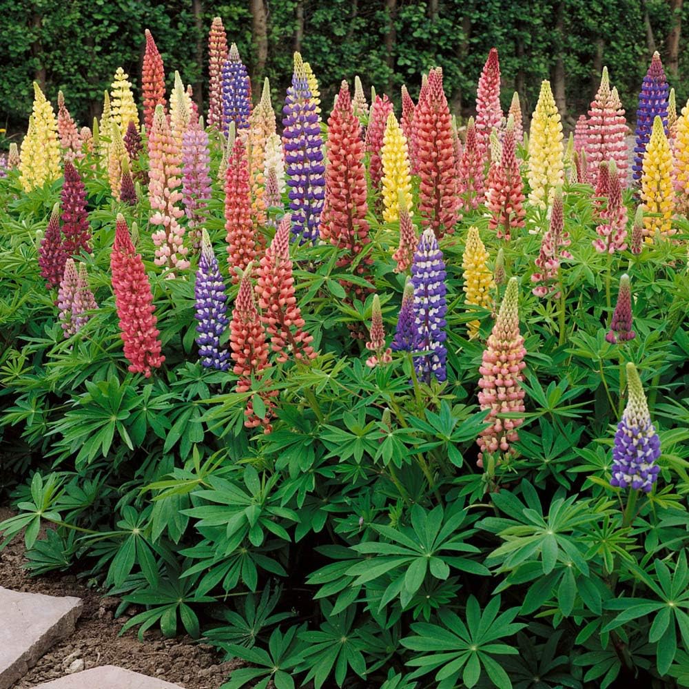 Heirloom Non-GMO Lupine Flower Seeds for Planting – Tall Colorful Blooms for Cottage and Wildflower Gardens - Non-GMO for planting in home garden